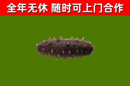 达川区回收海参干